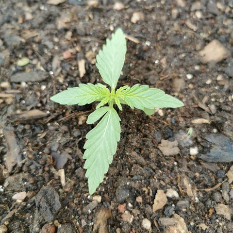 Large Maroon growlog timeline photo
