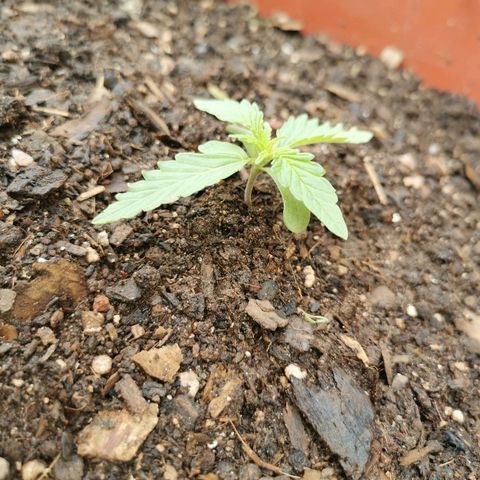 Large Maroon growlog timeline photo