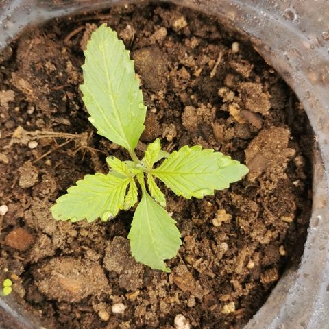Big Grey  growlog timeline photo