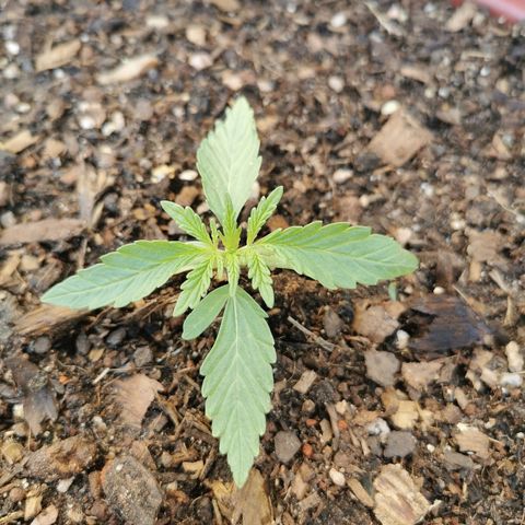 Large Maroon growlog timeline photo