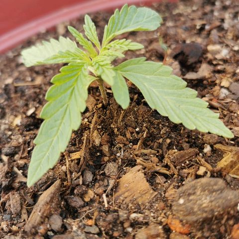 Large Maroon growlog timeline photo