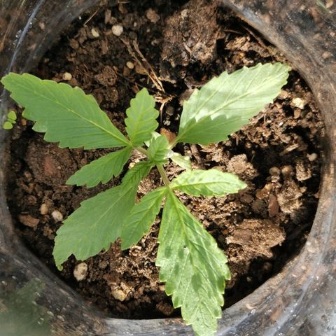 Big Grey  growlog timeline photo