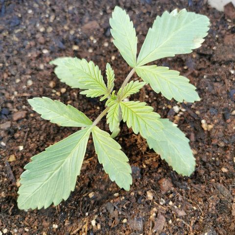 Big Grey  growlog timeline photo