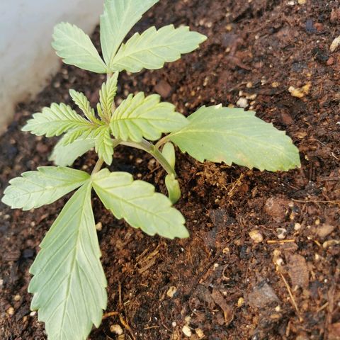 Big Grey  growlog timeline photo