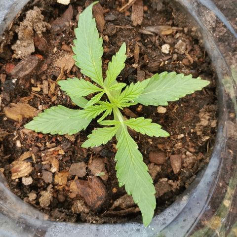 Large Maroon growlog timeline photo