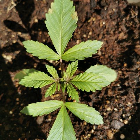 Big Grey  growlog timeline photo