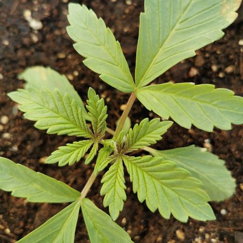 Big Grey  growlog timeline photo