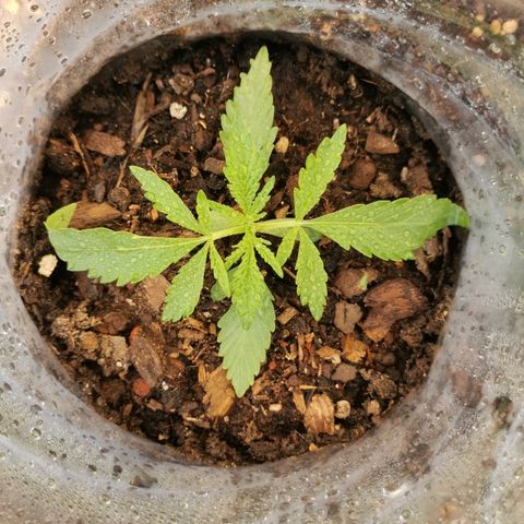 Large Maroon growlog timeline photo
