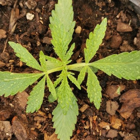 Large Maroon growlog timeline photo