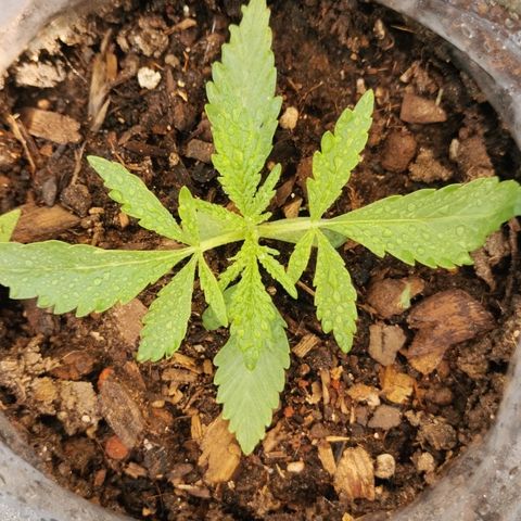 Large Maroon growlog timeline photo