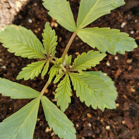 Big Grey  growlog timeline photo