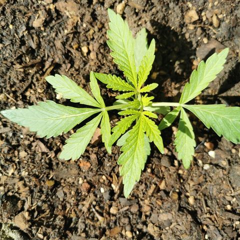 Large Maroon growlog timeline photo