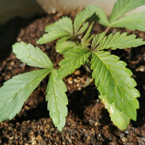 Big Grey  growlog timeline photo