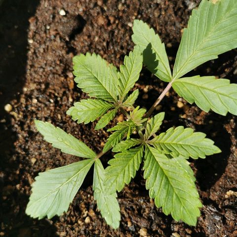 Big Grey  growlog timeline photo