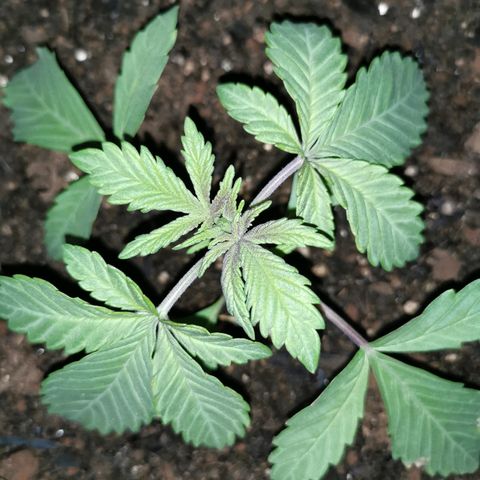 Big Grey  growlog timeline photo