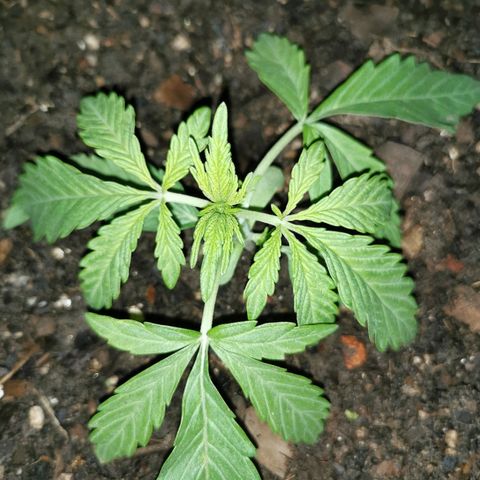 Large Maroon growlog timeline photo