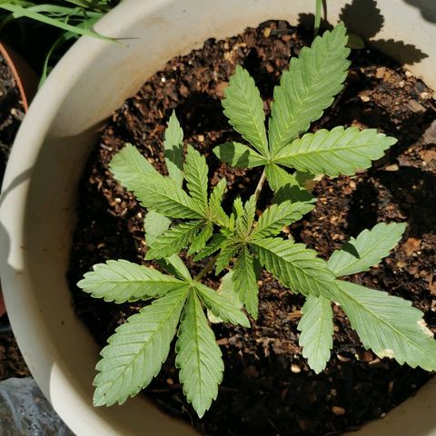 Big Grey  growlog timeline photo