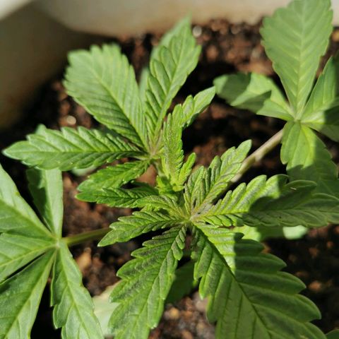 Big Grey  growlog timeline photo