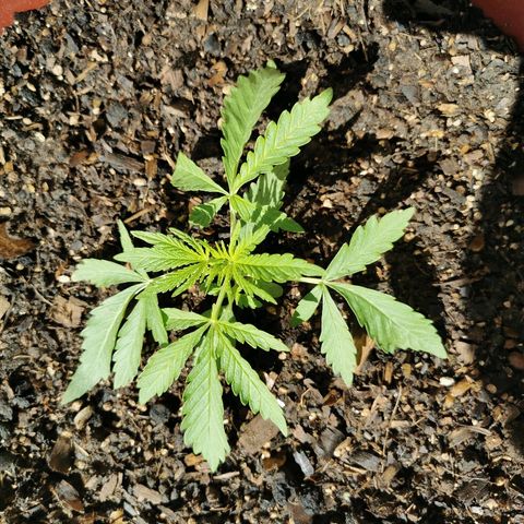Large Maroon growlog timeline photo