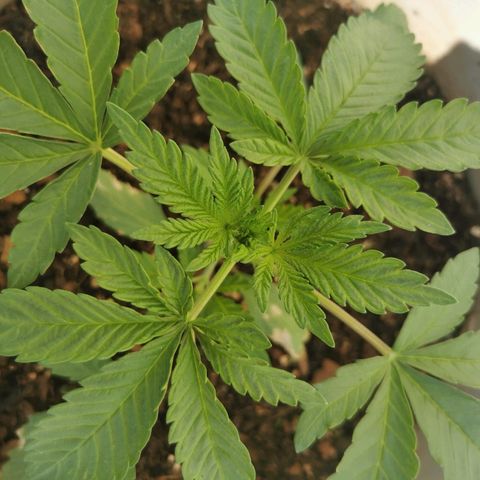 Big Grey  growlog timeline photo
