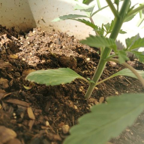 Big Grey  growlog timeline photo