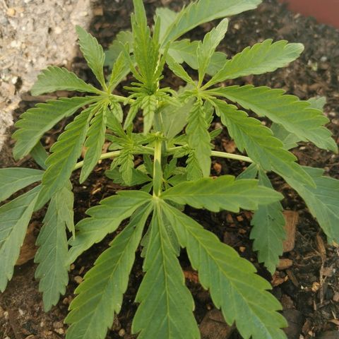 Large Maroon growlog timeline photo