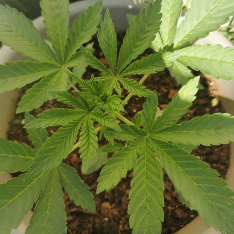 Big Grey  growlog timeline photo