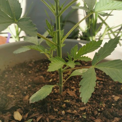 Big Grey  growlog timeline photo