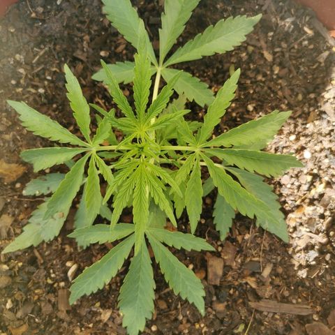 Large Maroon growlog timeline photo