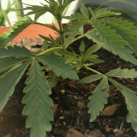 Large Maroon growlog timeline photo