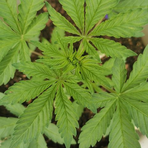 Big Grey  growlog timeline photo