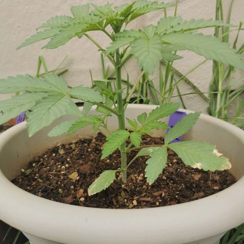 Big Grey  growlog timeline photo