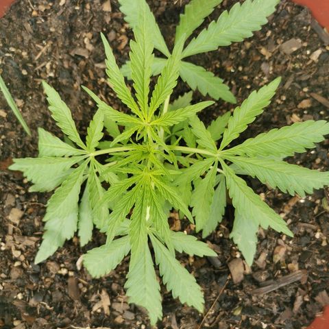 Large Maroon growlog timeline photo