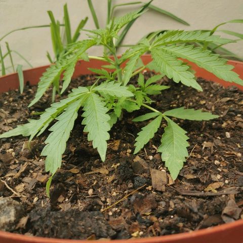 Large Maroon growlog timeline photo