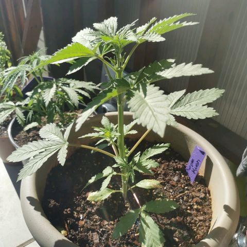 Big Grey  growlog timeline photo