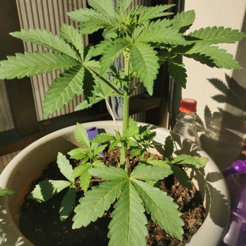 Big Grey  growlog timeline photo