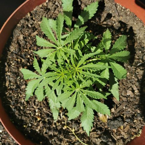 Large Maroon growlog timeline photo