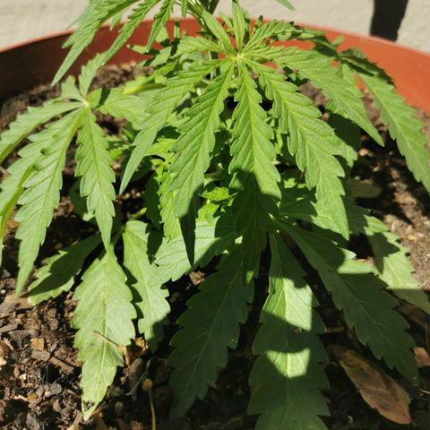 Large Maroon growlog timeline photo