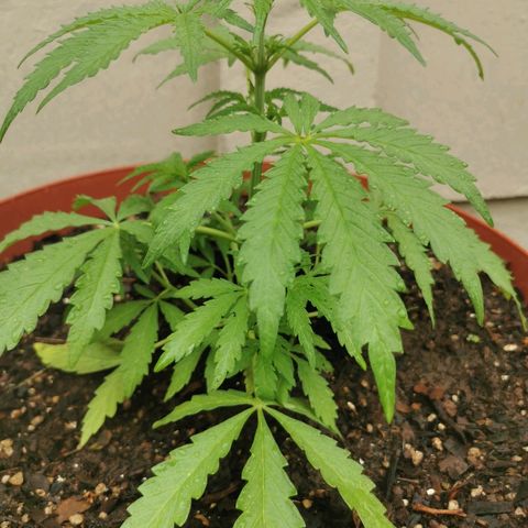 Large Maroon growlog timeline photo
