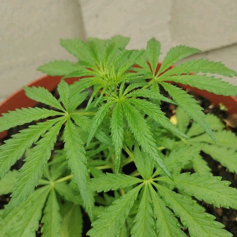Large Maroon growlog timeline photo