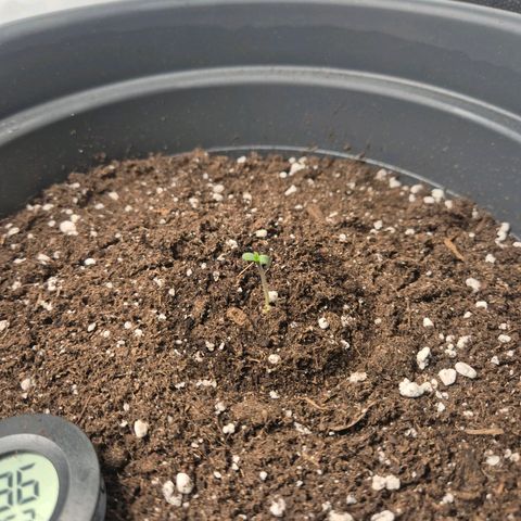 Sticky Beast TUPAC growlog photo: Tupac