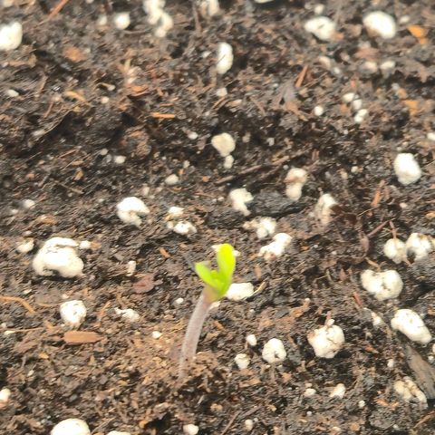 Sticky Beast BIGGY growlog timeline photo
