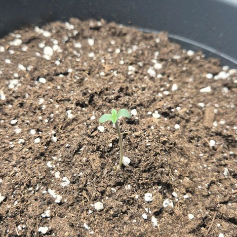 Sticky Beast TUPAC growlog timeline photo
