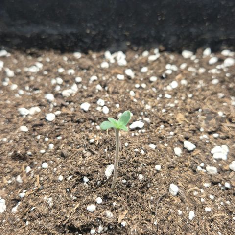 Sticky Beast BOB growlog timeline photo
