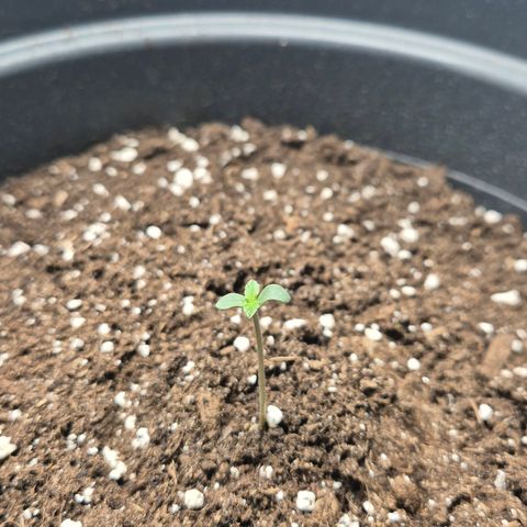 Sticky Beast TUPAC growlog timeline photo
