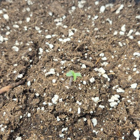 Sticky Beast BIGGY growlog timeline photo