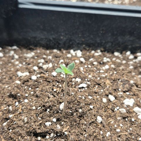 Sticky Beast BOB growlog timeline photo