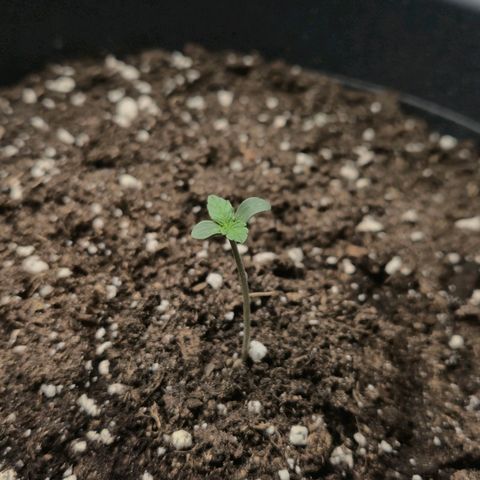 Sticky Beast TUPAC growlog timeline photo