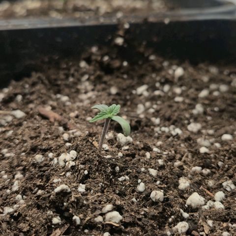Sticky Beast BIGGY growlog timeline photo