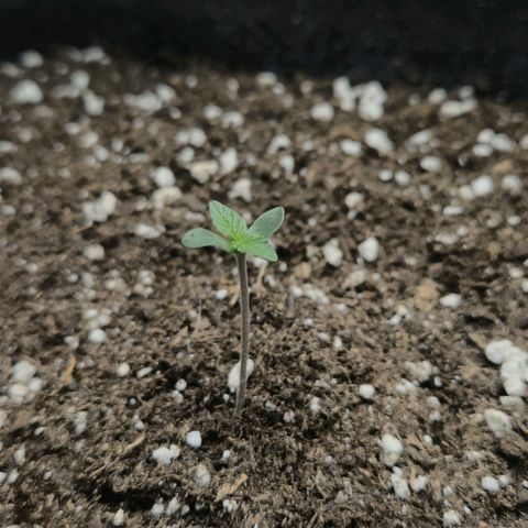 Sticky Beast BOB growlog timeline photo